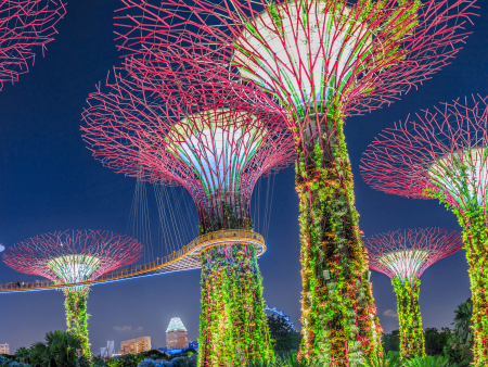 Supertrees at the „Gardens by the Bay“ with changing colourful lights at night